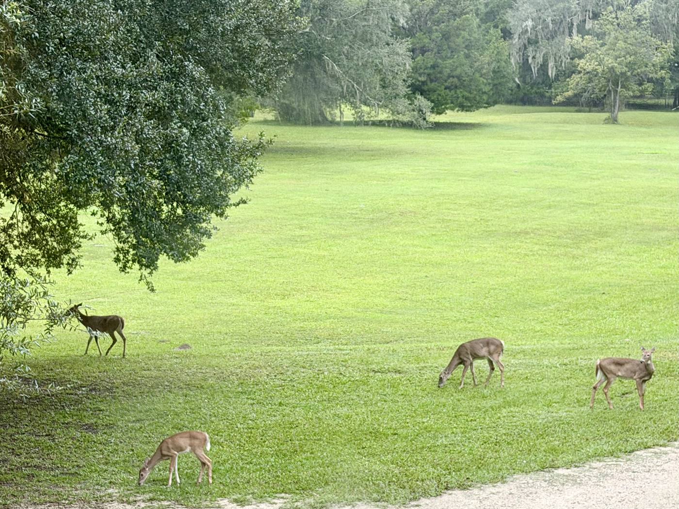 Four white-tailed deer grazing on the open pasture at Rivendell Springs