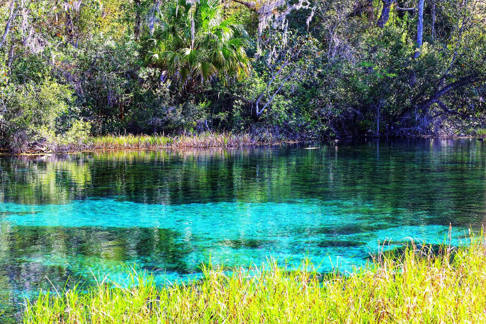 A clear turquoise Florida spring running out beneath cypress and palms